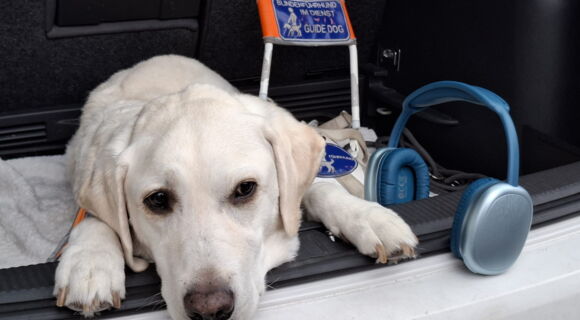 Ein heller Labrador liegt im Kofferraum eines Autos. Neben ihm stehen blaue Kopfhörer. Im Hintergrund liegt das Führgeschirr im Kofferraum.