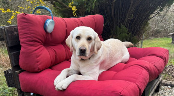Ein heller Labrador liegt auf einer Holzbank mit roten Kissen. An der Lehne klemmt ein Paar blaue Kopfhörer, vor dem Hund liegt das Führgeschirr.