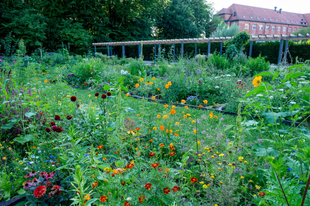 Nutzpflanzengarten im Botanischen Garten Berlin, im Vordergrund die Färberpflanzenbeete mit bunten Blüten. Im Hintergrund ein großes Backsteingebäude.