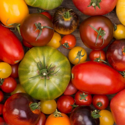 Viele unterschiedliche große, geerntete rote Tomaten. In der Mitte liegt eine einzelne grüne Tomate.