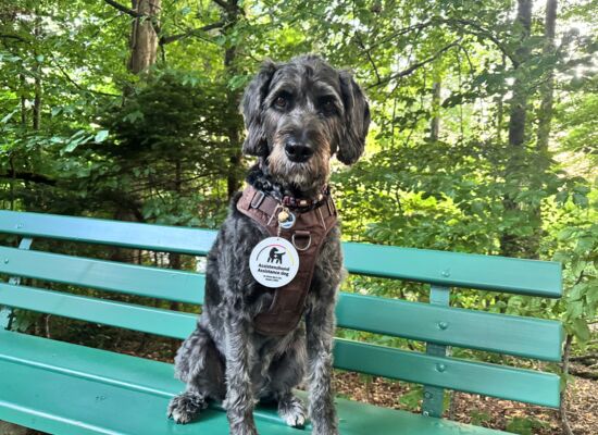 Ein Labradoodle mit kurzem schwarzgrauen Fell sitzt auf einer Bank. Er trägt eine runde Plakette mit der Aufschrift „Assistenzhund. Assistance dog“ über einem Hundegeschirr.