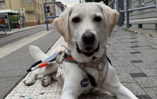 Ein blonder Labrador Retriever liegt im weißen Führgeschirr auf einem Blindenleitstreifen an einer Bahn-Haltestelle.