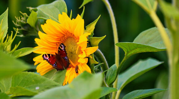 Eine leuchtende Sonnenblume: Links sind die Blüte und einige Blätter zu sehen. Ein dunkler Schmetterling mit hellen Kreisen und Punkten sitzt darauf. Rechts der Stiel und weitere Blätter der Blume.