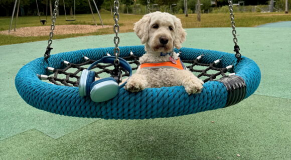 Haily, ein blonder Goldendoodle mit orangener Kenndecke, liegt in einer Korbschaukel und blickt mit großen Augen in die Kamera. An einer Kette der Schaukel hängt ein silber-blauer Kopfhörer.