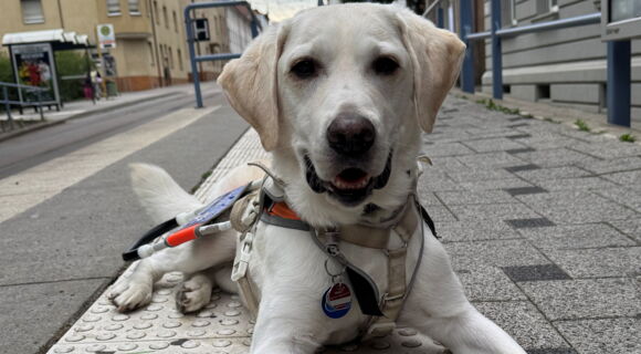 Ein blonder Labrador Retriever liegt im weißen Führgeschirr auf einem Blindenleitstreifen an einer Bahn-Haltestelle.