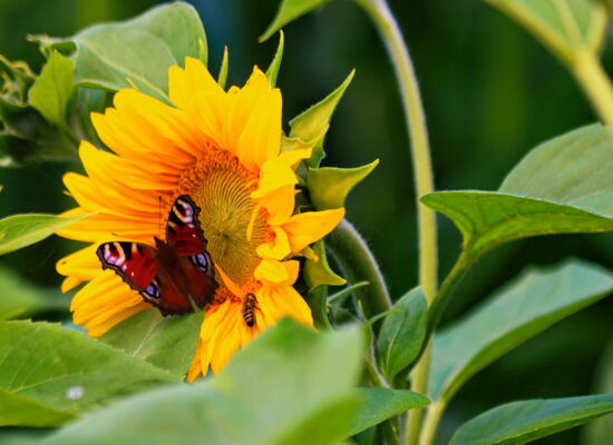 Eine leuchtende Sonnenblume: Links sind die Blüte und einige Blätter zu sehen. Ein dunkler Schmetterling mit hellen Kreisen und Punkten sitzt darauf. Rechts der Stiel und weitere Blätter der Blume.