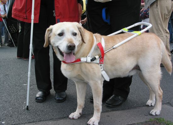 Ein blonder Labrador Retriever mit heraushängender Zunge, der ein weißes Führgeschirr trägt.