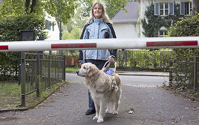 Ein Blindenführhund zeigt seiner Halterin eine Schranke direkt vor ihr an. Der Goldenretriewer bleibt verweigernd vor dem Höhenhindernis stehen.