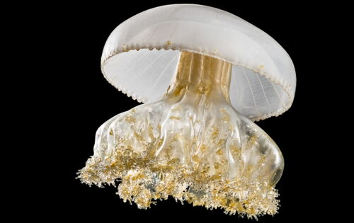 Eine weiß-transparente Qualle auf schwarzem Hintergrund. Ein breiter weißer Schirm überdeckt dicke Tentakeln, die in goldenenen Nesseln münden.