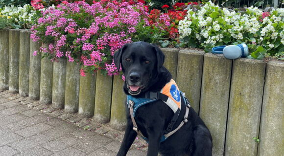 Der schwarze Labrador-Rüde Andor sitzt vor üppigen pinken, roten und gelben Blumen. Auf der hölzernen Beetbegrenzung liegt ein silberblauer Kopfhörer.