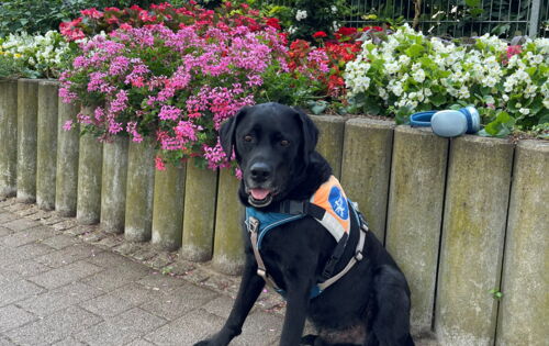 Der schwarze Labrador-Rüde Andor sitzt vor üppigen pinken, roten und gelben Blumen. Auf der hölzernen Beetbegrenzung liegt ein silberblauer Kopfhörer.