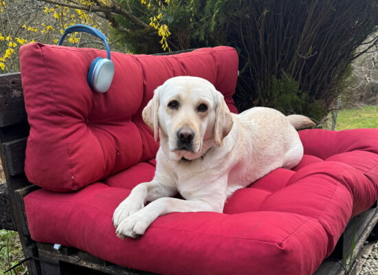 Ein heller Labrador liegt auf einer Holzbank mit roten Kissen. An der Lehne klemmt ein Paar blaue Kopfhörer, vor dem Hund liegt das Führgeschirr.