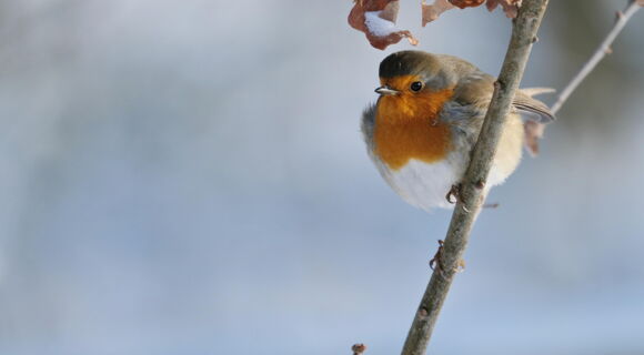 Rechts ist ein Rotkehlchen zu sehen, das auf einem Zweig hockt. Auf Blättern daran liegt etwas Schnee, im Hintergrund schweben weiße Wolken.