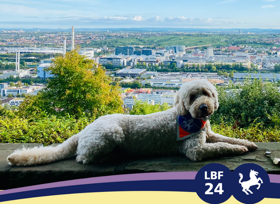 Ein blondgelockter Goldendoodle liegt auf einer Mauer, den Kopf aufmerksam Richtung Kamera gerichtet. Hinter ihm in der Ferne das Panorama der Stadt Stuttgart. Am unteren Rand des Bildes ein geschwungener, lila-farbener Bogen mit dem LBF-Logo.