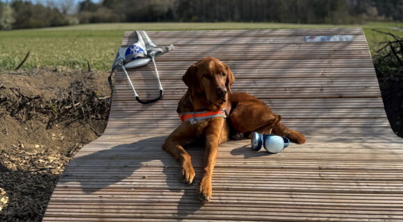 Ein rotbrauner Labrador-Golden-Retriever-Mischling liegt auf einer geschwungenen Holzliege in der Sonne. Er trägt seine orangene Kenndecke, das Führgeschirr hängt an der Rückenlehne der Liege. Ein blau-silberner Kopfhörer liegt neben den Hundepfoten.