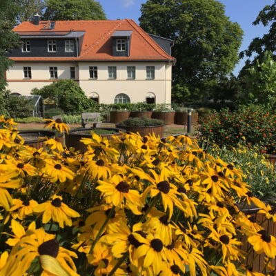 Im Blindengarten Radebeg wachsen gelb leuchtende Blumen. In anderen, runden Hochbeeten wachsen weitere Pflanzen. Im Hintergrund steht ein großes Haus mit roten Schindeln.
