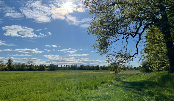 Eine idyllische Landschaft: Grüne Wiesen, vereinzelte Bäume und darüber zart bewölkter Himmel.
