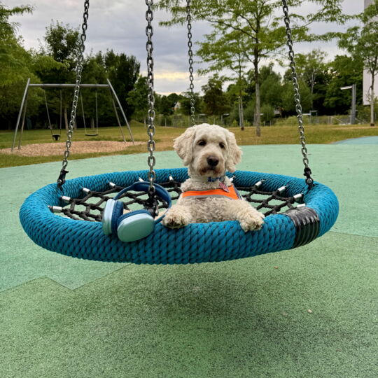 Haily, ein blonder Goldendoodle mit orangener Kenndecke, liegt in einer Korbschaukel und blickt mit großen Augen in die Kamera. An einer Kette der Schaukel hängt ein silber-blauer Kopfhörer.