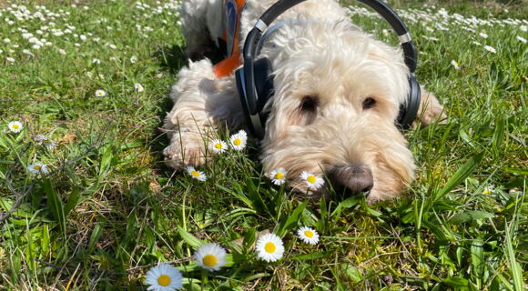 Festivalführhund Harry liegt auf einer Wiese und hat Kopfhörer auf. Der blondgelockte Goldendoodle ist von Gänseblümchen umgeben.