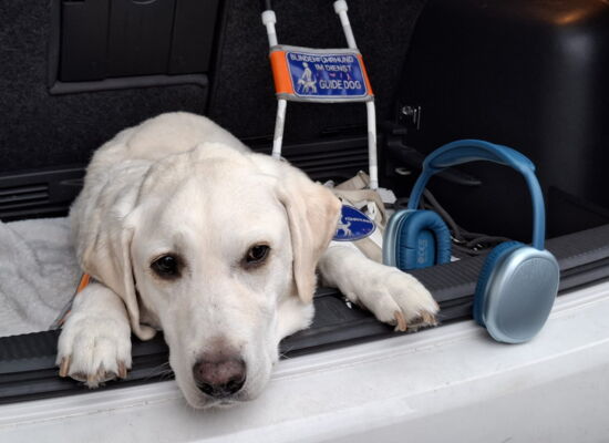Ein heller Labrador liegt im Kofferraum eines Autos. Neben ihm stehen blaue Kopfhörer. Im Hintergrund liegt das Führgeschirr im Kofferraum.