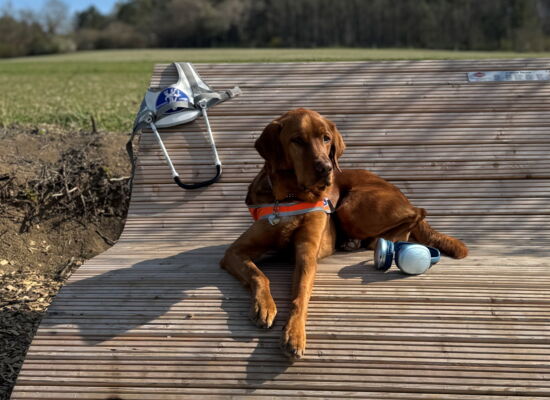 Ein rotbrauner Labrador-Golden-Retriever-Mischling liegt auf einer geschwungenen Holzliege in der Sonne. Er trägt seine orangene Kenndecke, das Führgeschirr hängt an der Rückenlehne der Liege. Ein blau-silberner Kopfhörer liegt neben den Hundepfoten.
