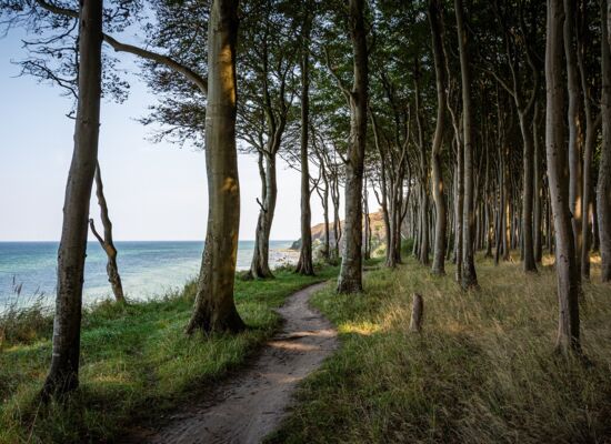 Ein kleiner Pfad führt zwischen Bäumen ohne Unterholz an der Ostseeküste entlang.