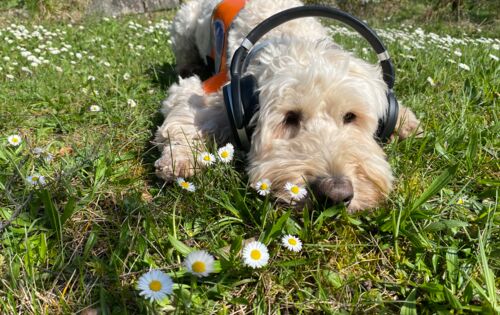 Festivalführhund Harry liegt auf einer Wiese und hat Kopfhörer auf. Der blondgelockte Goldendoodle ist von Gänseblümchen umgeben.