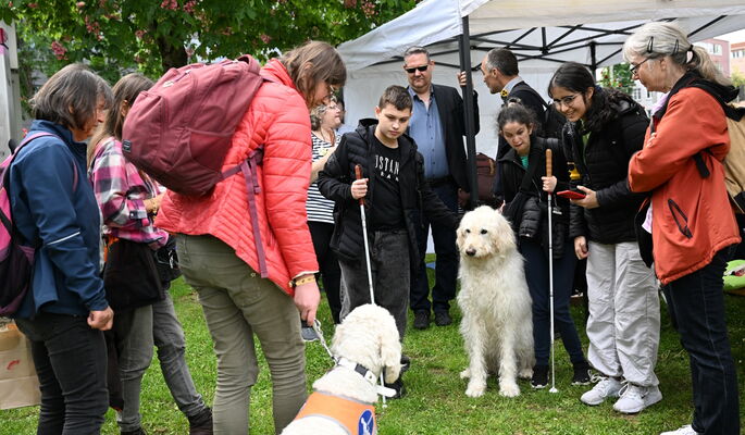 Sehr viele Menschen tummeln sich beim Zelt der FührhundLounge. Im Mittelpunkt stehen zwei helle Führhunde, beides Doodles, die sich neugierig ansehen.