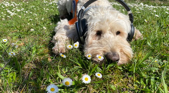 Festivalführhund Harry liegt auf einer Wiese und hat Kopfhörer auf. Der blondgelockte Goldendoodle ist von Gänseblümchen umgeben.
