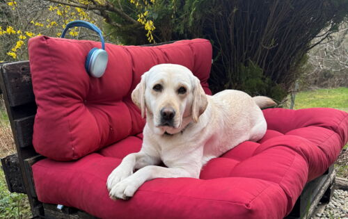 Ein heller Labrador liegt auf einer Holzbank mit roten Kissen. An der Lehne klemmt ein Paar blaue Kopfhörer, vor dem Hund liegt das Führgeschirr.