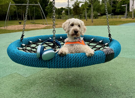 Haily, ein blonder Goldendoodle mit orangener Kenndecke, liegt in einer Korbschaukel und blickt mit großen Augen in die Kamera. An einer Kette der Schaukel hängt ein silber-blauer Kopfhörer.