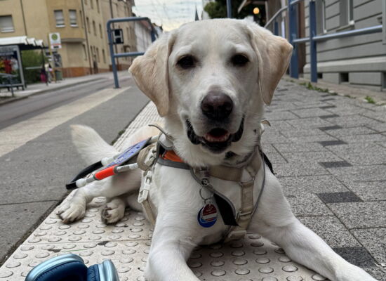 Ein blonder Labrador Retriever liegt im weißen Führgeschirr auf einem Blindenleitstreifen an einer Bahn-Haltestelle.
