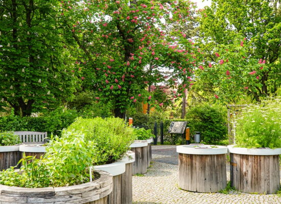 Der Duft und Tastgarten im Leipziger Friedenspark mit bepflanzten runden Hochbeeten aus Holz. Im Hintergrund befindet sich eine Informationstafel zum Tasten. Kastanien stehen in voller Blüte.