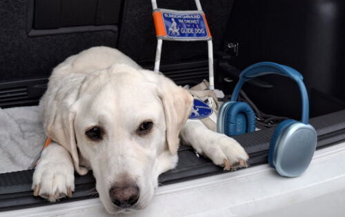 Ein heller Labrador liegt im Kofferraum eines Autos. Neben ihm stehen blaue Kopfhörer. Im Hintergrund liegt das Führgeschirr im Kofferraum.