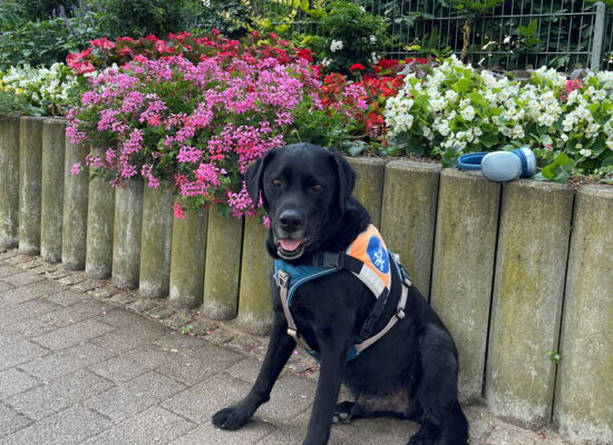 Der schwarze Labrador-Rüde Andor sitzt vor üppigen pinken, roten und gelben Blumen. Auf der hölzernen Beetbegrenzung liegt ein silberblauer Kopfhörer.
