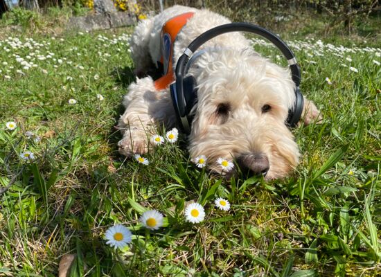 Festivalführhund Harry liegt auf einer Wiese und hat Kopfhörer auf. Der blondgelockte Goldendoodle ist von Gänseblümchen umgeben.