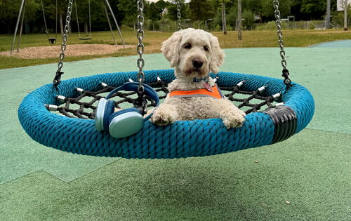 Haily, ein blonder Goldendoodle mit orangener Kenndecke, liegt in einer Korbschaukel und blickt mit großen Augen in die Kamera. An einer Kette der Schaukel hängt ein silber-blauer Kopfhörer.
