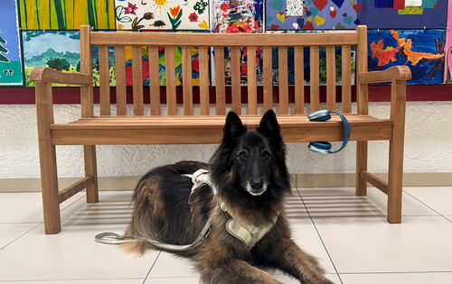 Vito, ein Belgischer Schäferhund-Mix, liegt im Führgeschirr vor einer Bank. Dahinter erhebt sich eine kunterbunte Wand. Auf der Bank liegt ein silberblauer Kopfhörer.