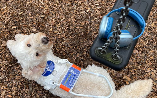 Blindenführhund Harry trägt sein weißes Führgeschirr, er liegt auf dem Boden und blickt frech über seine Schulter nach oben. Über ihm hängt eine Schaukel, auf der blausilberne Kopfhörer liegen.