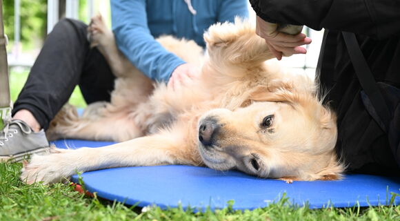 Ein blonder Führhund liegt seitlich auf einer blauen  Matte. Sein rechtes Vorderbein wird angehoben, während seine rechte Hüfte massiert wird.