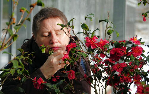 Eine Frau mit kurzem glatten Haar, Marion Krause, riecht mit geschlossenen Augen an einem Zweig mit kleinen Blättern und einer roten Blüte. Rechts ist eine große Kamelie mit vielen roten Blüten und mittelgroßen Blättern zu sehen.