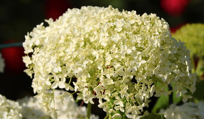 Die feinblättrige Blüte einer Schneeballhortensie, in Weiß, als Großaufnahme.