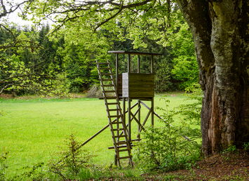 Eine hölzerne Jagdkanzel mit einer schmalen, steilen Treppe steht auf einer grünen Lichtung, umgeben von Bäumen mit frischem Laub. Im Hintergrund ist dichter Wald zu sehen. Die Szene wirkt ruhig und naturbelassen.