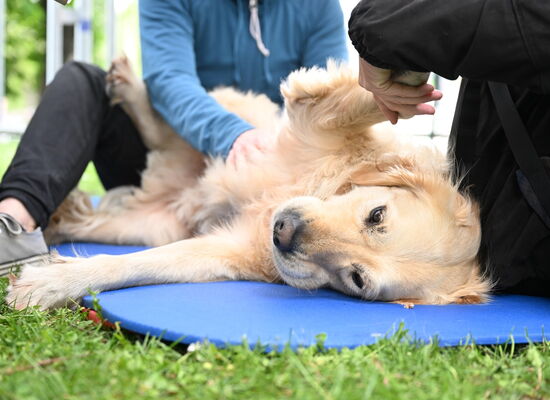 Ein blonder Führhund liegt seitlich auf einer blauen  Matte. Sein rechtes Vorderbein wird angehoben, während seine rechte Hüfte massiert wird.