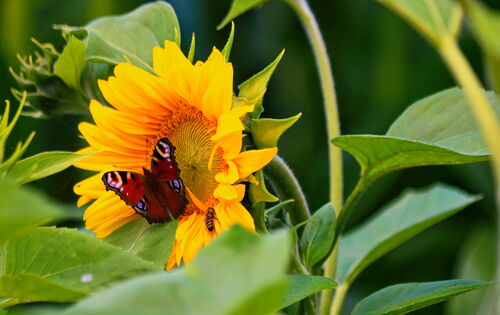 Eine leuchtende Sonnenblume: Links sind die Blüte und einige Blätter zu sehen. Ein dunkler Schmetterling mit hellen Kreisen und Punkten sitzt darauf. Rechts der Stiel und weitere Blätter der Blume.