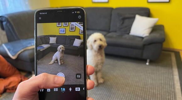 Ein heller Goldendoodle sitzt in einem Wohnzimmer vor einer L-förmigen, grauen Couch. Darüber eine gelbe Wand, an der Bilder hängen. Eine Hand hält ein Smartphone ins Bild, den Finger über dem Auslöser der Kamera.