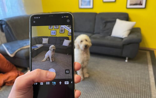 Ein heller Goldendoodle sitzt in einem Wohnzimmer vor einer L-förmigen, grauen Couch. Darüber eine gelbe Wand, an der Bilder hängen. Eine Hand hält ein Smartphone ins Bild, den Finger über dem Auslöser der Kamera.
