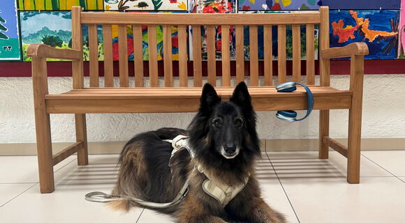 Vito, ein Belgischer Schäferhund-Mix, liegt im Führgeschirr vor einer Bank. Dahinter erhebt sich eine kunterbunte Wand. Auf der Bank liegt ein silberblauer Kopfhörer.