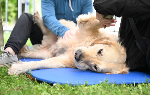 Ein blonder Führhund liegt seitlich auf einer blauen  Matte. Sein rechtes Vorderbein wird angehoben, während seine rechte Hüfte massiert wird.