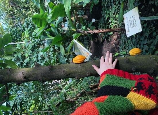 Eine Kinderhand ertastet einen dicken Ast eines Kakaobaums. Große, reife Früchte wachsen daran.